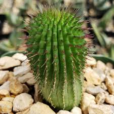 Image result for Hoodia