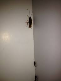 Cockroaches Are Attracted By Food Moisture And Shelter There Are Many Ways Cockroaches Get Into Homes And Commercial Prop Cockroaches Hiding Spots Prevention