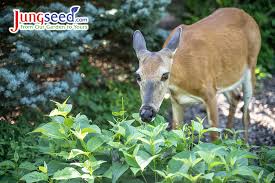 These plants tend to be resistant to rabbits as well. Deer Resistant Gardening Tips Jung Seed S Gardening Blog