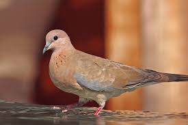 A demonstration on how to breast your dove, freeze them to preserve flavor and then grill them wrapped in bacon and stuffed with cheese and jalapeño. Laughing Dove Wikipedia