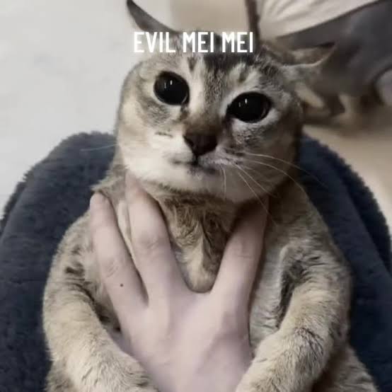 evil mei mei tole tole mahoga weezo vro chan #eviltole #fyp #edit #cat... | Mei  Mei | TikTok