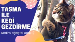 Tasmayla Nasil Kedi Gezdirilir Kedim Agacta Kaldi Youtube