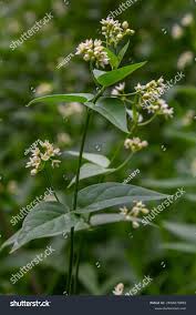 Image result for Vincetoxicum