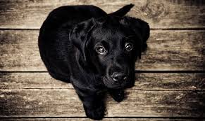 Black Dog Dream Meaning And Symbolism