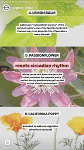 Pin By Eryn Cook On The Herb Is The Word Passion Flower Circadian Rhythm Herbs