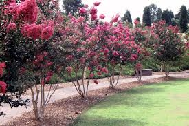 Image result for Lagerstroemia indica