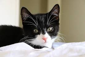 Cute Cats In The World Cat Love Cat Day Cute Cats