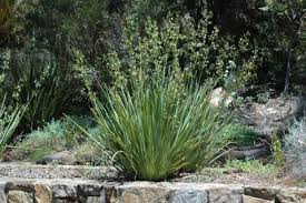 Image result for Dianella