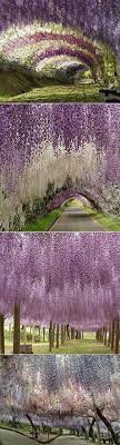 Kawachi Fuji Garden Japan Beautiful Places Landscape Pictures