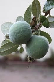 Image result for Feijoa