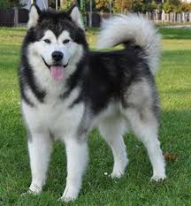  Wow So Cute And Nice Malamute Dog Malamute Puppies Alaska Dog