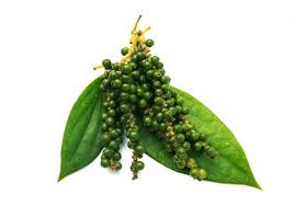 Tak hanya di indonesia, lada adalah untuk segala alasan kelebihan lada, penting rasanya mengetahui bagaimana cara menanam tanaman yang satu ini. Cara Perawatan Tanaman Lada Yang Efektif Hasilkan Buah Lebat