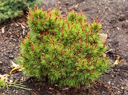 Image result for Landolphia incerta