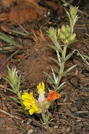 Image result for Pearsonia