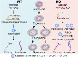 Formation of chiasmata and crossing over. Microrna 202 Safeguards Meiotic Progression By Preventing Premature Degradation Of Rec8 Mediated By Separase Biorxiv