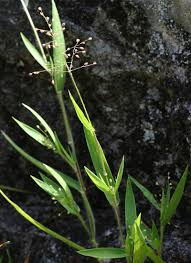 Image result for Panicum carneovaginatum