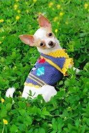 Roupas Cachorro Panosundaki Pin