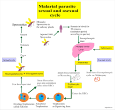 Transmission of malaria occurs through a vector, the mosquito, that ingests gametocytes the sexual form of the parasite when feeding on an infected human. Malarial Parasite Part 1 Malaria Parasite Plasmodium Life Cycle And Diagnosis Labpedia Net