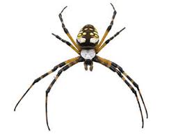 The cities of durham and raleigh along with durham and wake counties each appoint two members to. Preventative Pest Control Services In Raleigh Durham Chapel Hill