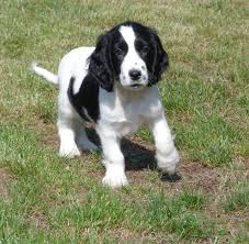 American Cocker Spaniel Black And White American Cocker Spaniel Black And White Images For Black And White American Cocker Spaniel Puppiesimage American Cocker Spaniel Cocker Spaniel Spaniel Puppies