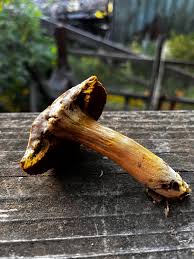 Image result for Xerocomellus diffractus