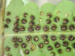 Image result for Christella hispidula