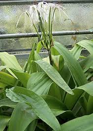 Image result for Crinum rautanenianum