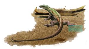 Image result for Stemodiopsis