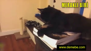 Konusan Kediler 19 En Komik Kedi Videolari 2 Komikkedivideolari Youtube