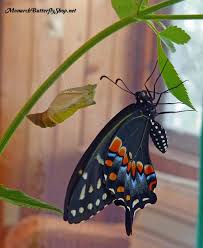 I've raised many bst caterpillars, as well as giant swallowtails (papilio cresphontes), monarchs, gulf fritillaries (agraulis vanillae) and others from eggs and small caterpillars. 19 Chrysalis Reference Ideas Swallowtail Swallowtail Butterfly Butterfly Chrysalis