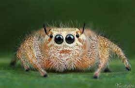 The World S Cutest Spiders Jumping Spider Spider Incredible Creatures