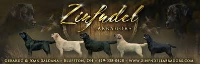 Names like hershey and snickers are used a lot, so how about Zinfndel Labradors Ohio Lab Breeders Labrador Retrievers