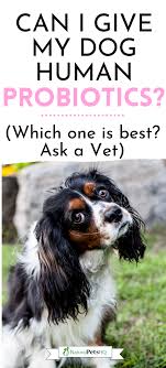 Maybe you would like to learn more about one of these? Can I Give My Dog Human Probiotics Natural Pets Hq In 2021 Probiotics For Dogs Dog Diarrhea Remedy Dog Ear Infection Remedy
