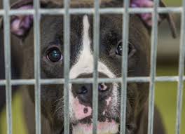 There are dozens of cuddly canines up for adoption at animal shelters in and around san antonio, so you won't have to look far to find the perfect fit. Responsible Pet Ownership Starts With Responsible Adoption