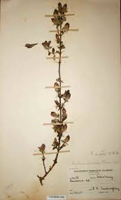Image result for Barleria crassa