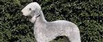 Available Puppies/Adult Dogs – BEDLINGTON TERRIER CLUB of ...