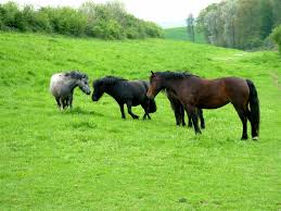 Check spelling or type a new query. Coloriage Chevaux Et Poney A Imprimer