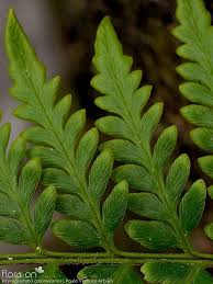 Image result for Pityrogramma aurantiaca