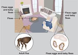 Natural home remedies for dogs and cats, including: Flea Allergy In Cats Pdsa