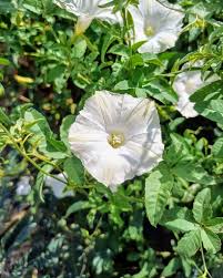 Image result for Merremia quinquefolia