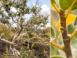 Image result for Ficus glumosa