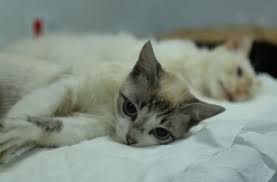 Castração gratuita de cães e gatos será realizada em Pontal do Paraná nos dias 3, 4 e 5 de dezembro