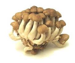 Cook S Thesaurus Mushrooms Stuffed Mushrooms Mushroom Varieties Wellness Recipes