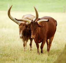 Ankole Cattle Woburn Safari Park