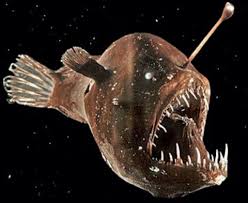 Humpback Anglerfish Characteristics Habitat Reproduction