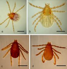 In order to keep your dog happy and healthy, it is important to keep fleas and ticks off their skin. Biology And Ecology Of The Brown Dog Tick Rhipicephalus Sanguineus Parasites Vectors Full Text