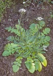 Image result for Capsella