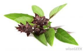 It is used in thailand for culinary purposes. Thai Basil Leaf 1kg Pack Sold Per Pack Horeca Suppliers Supplybunny