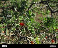 Image result for Coccinia rehmannii