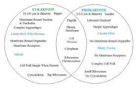 Eukaryotic cells are found in most algae, protozoa, all multicellular organisms (plants and animals) including humans. Prokaryotic Vs Eukaryotic Biologiya